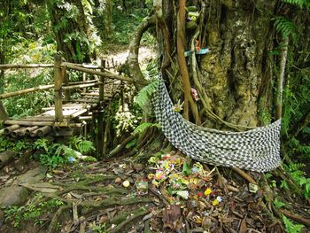 Wicker basket in forest