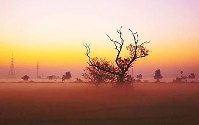 Silhouette of trees in city during sunset