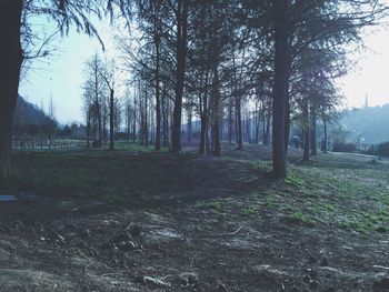 Bare trees on landscape