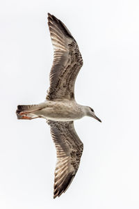 Close-up of white background over white background