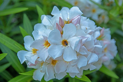 Close-up of white flowering plant