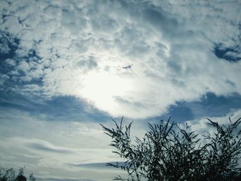 Low angle view of tree against sky