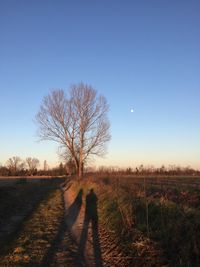 Bare tree on field against clear sky