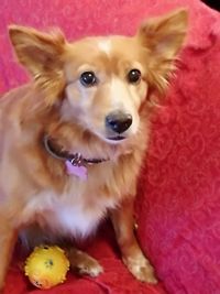 Close-up portrait of dog