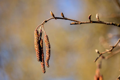 Close-up of dry leaves on branch