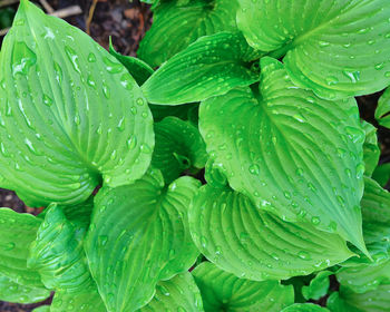 Close-up of wet plants