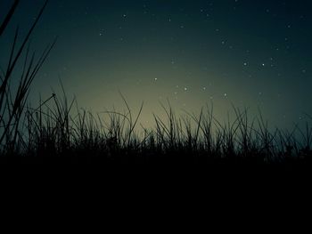 Silhouette trees against sky at night