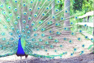 Multi colored peacock feathers