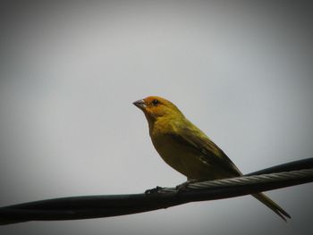 Low angle view of bird perching on wall