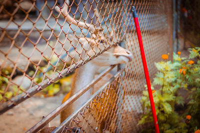 Close-up of chainlink fence at railroad tracks
