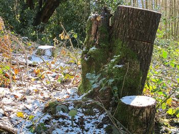 Plants and trees in garden