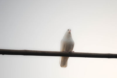 Close-up of bird perching against clear sky