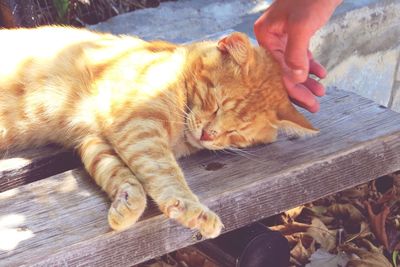 Close-up of ginger cat lying on wood