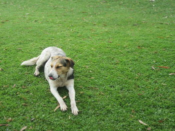 High angle view of dog on field