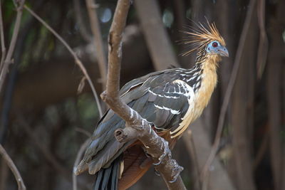 Close-up of bird perching on branch