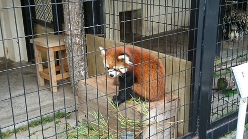 Monkey in cage at zoo