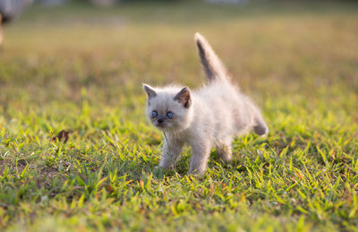 Close-up of cute kitten walking on grassy field