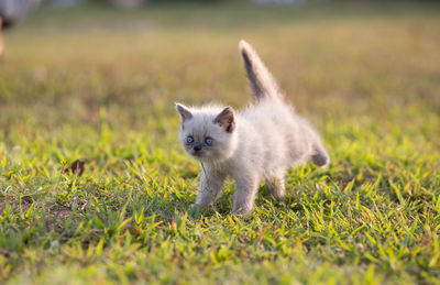 Cat looking away on field
