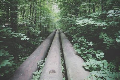 Walkway amidst trees in forest