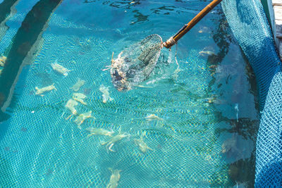 High angle view of person swimming in pool