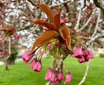 Close-up of pink cherry blossoms in spring