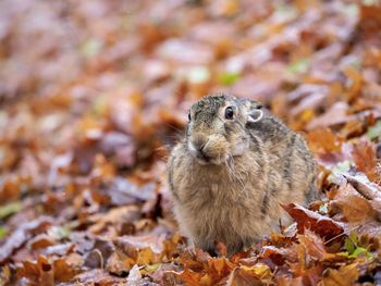 Close-up of an animal on field during autumn