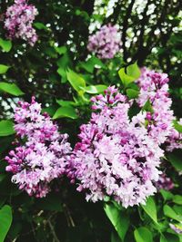 Close-up of pink flowering plant