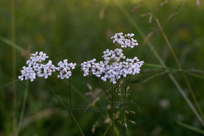 Close-up of white flowers blooming outdoors