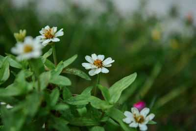 Close-up of white flowering plant