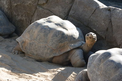 View of animal on rock