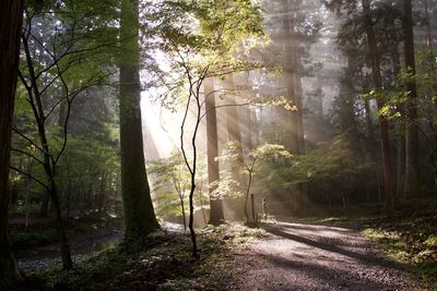 Trees in forest