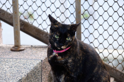 Close-up portrait of cat