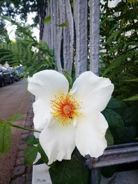 Close-up of white flower blooming outdoors