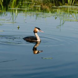 Duck swimming in lake