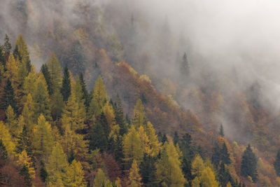 Pine trees in forest during autumn