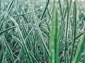 Close-up of crops growing on field