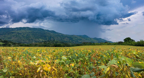 Scenic view of agricultural field against cloudy sky