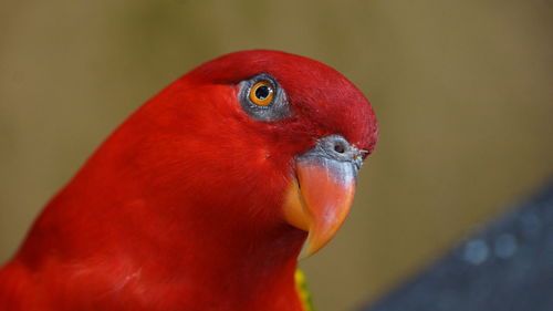 Close-up of parrot