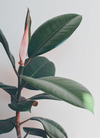 Close-up of green leaves on white background