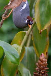 Close-up of bird perching on plant