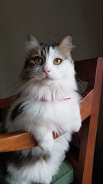 Close-up portrait of cat sitting at home