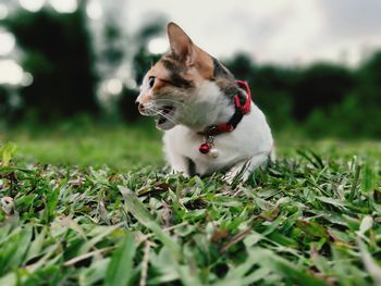 View of a cat on field