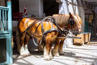 Horse-drawn carriage