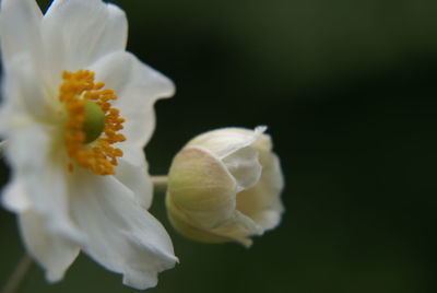 Close-up of white flowers blooming outdoors