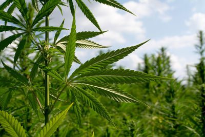 Close-up of fresh green leaves against sky