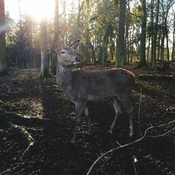 Sun shining through trees