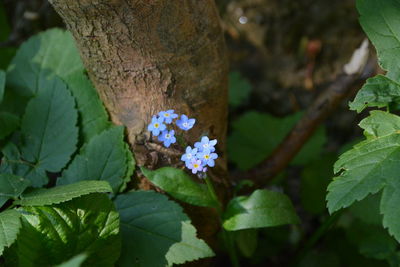 Close-up of flowers against blue sky