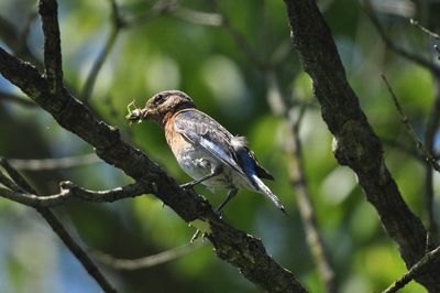 Low angle view of a bird perching on branch