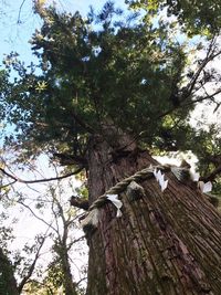 Low angle view of tree against sky