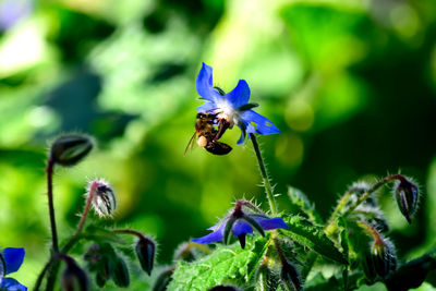 Close-up of bee pollinating on purple flower